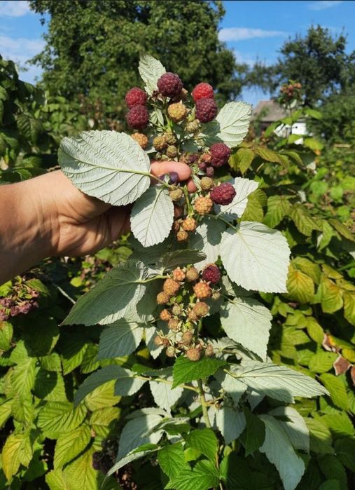 Малина ремонтантного сорту, яка плодоносить з липня до перших морозів.