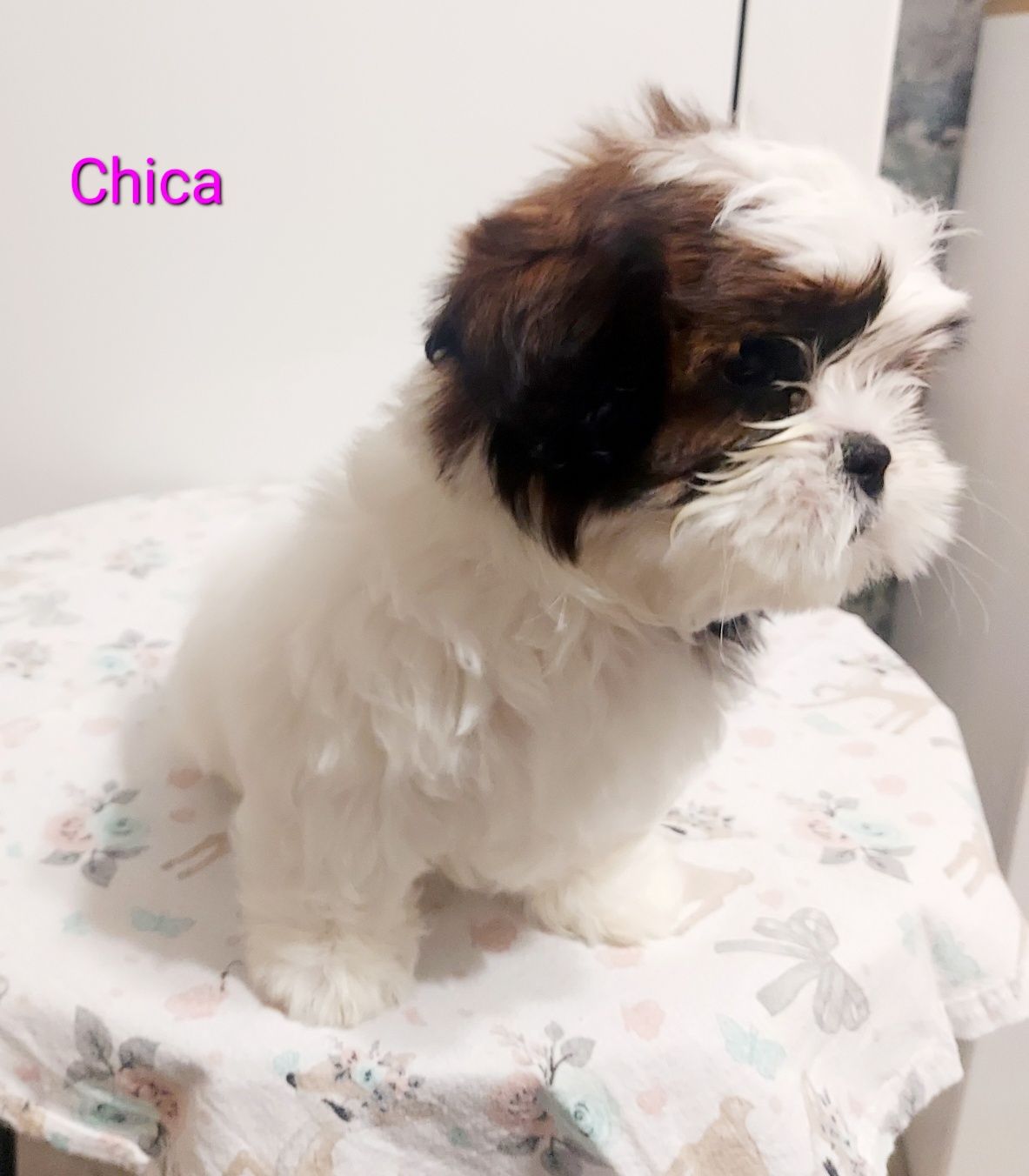 Shih-tzu tricolor