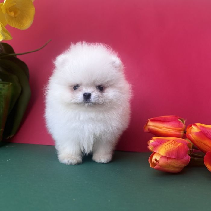 Хлопчик шоу класу тип ведмедика