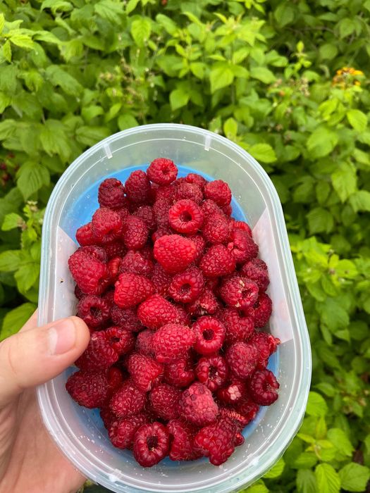 sadzonki malin - Oleśnica