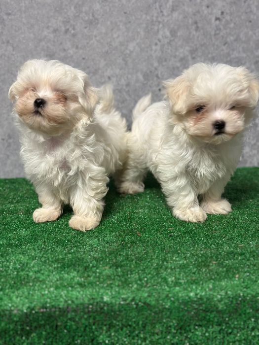 В продаже щеночки мальтийской болонки