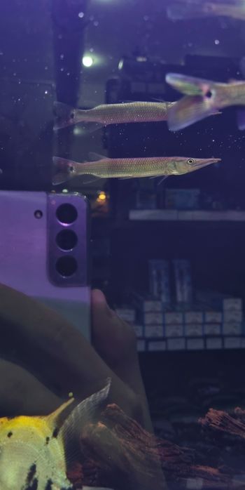 Ctenolucus Hujeta - Szczupaczek Czułkowy