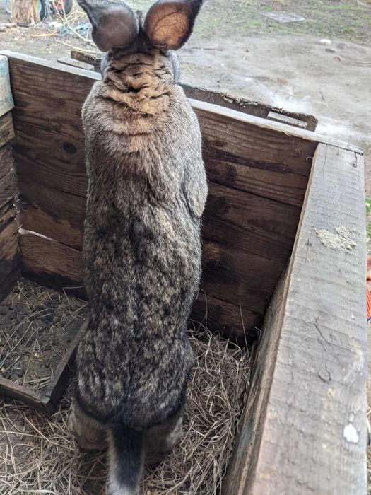 Кролі породи Велетень