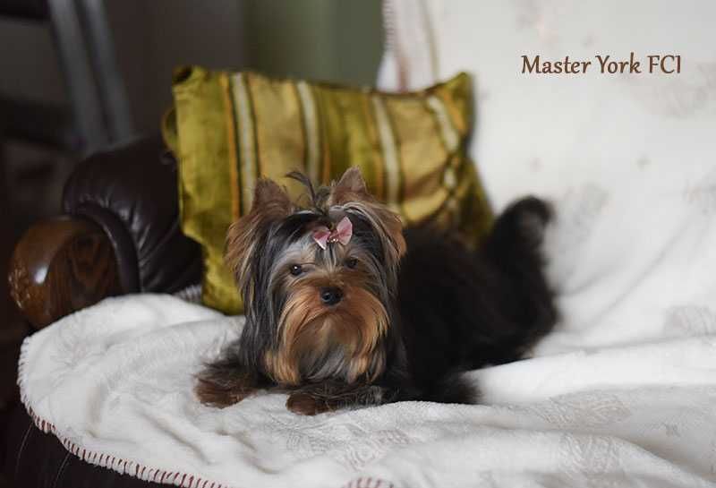 Suczka Yorkshire Terrier z metryką ZKwP/FCI