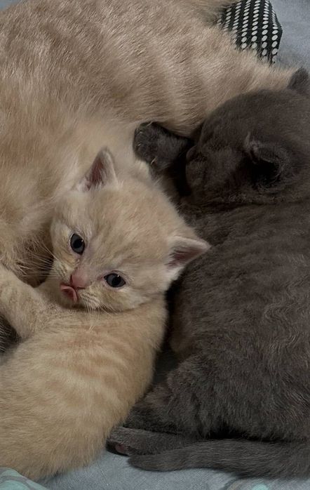 Британські котики