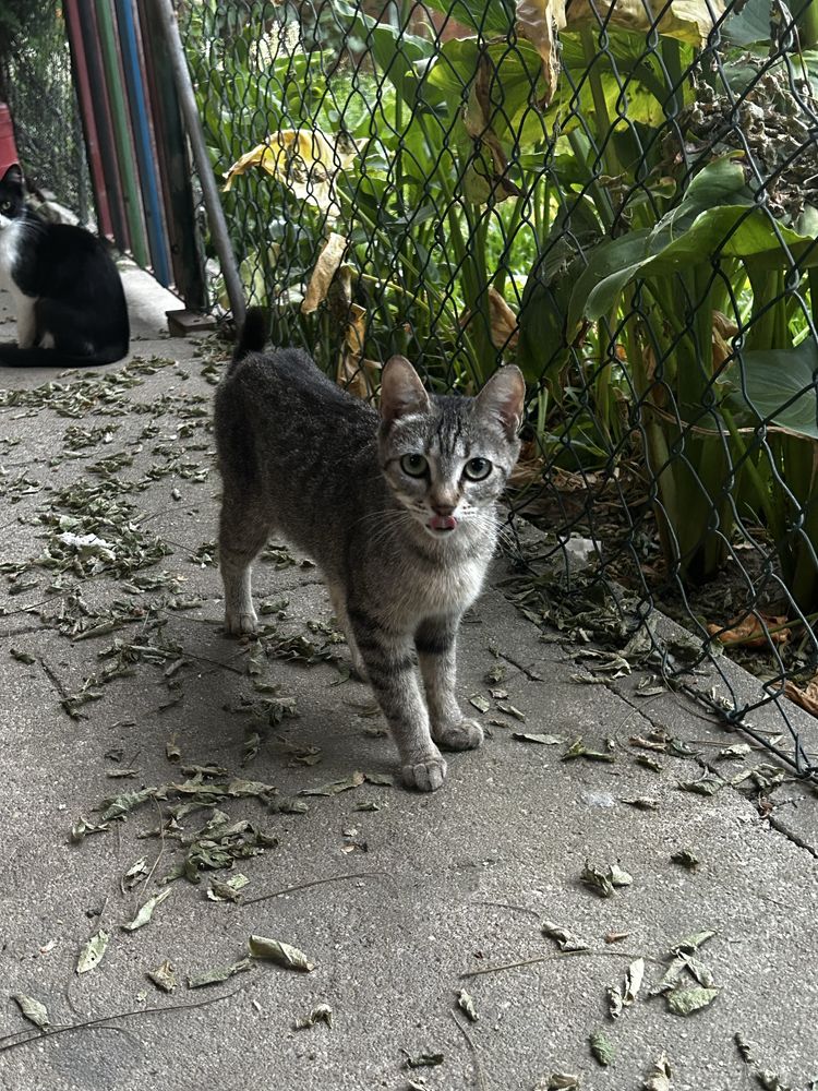 4 gatas fêmeas com 2 anos e meio para ADOÇÃO !!!