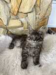 Maine Coon kocurek