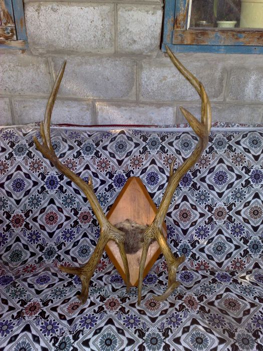 Оленьи рога тундра