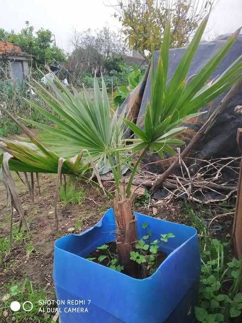 Palmeira Washingtonia robusta