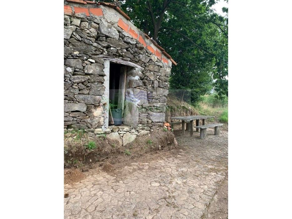 Quinta De Produção De Mirtilo Em Silva Escura