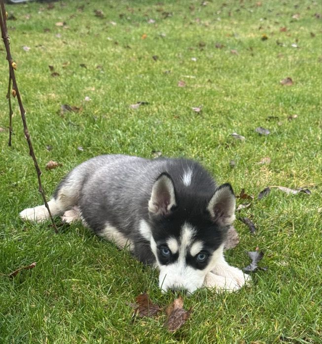 Syberian husky miot B -Buster po Championie