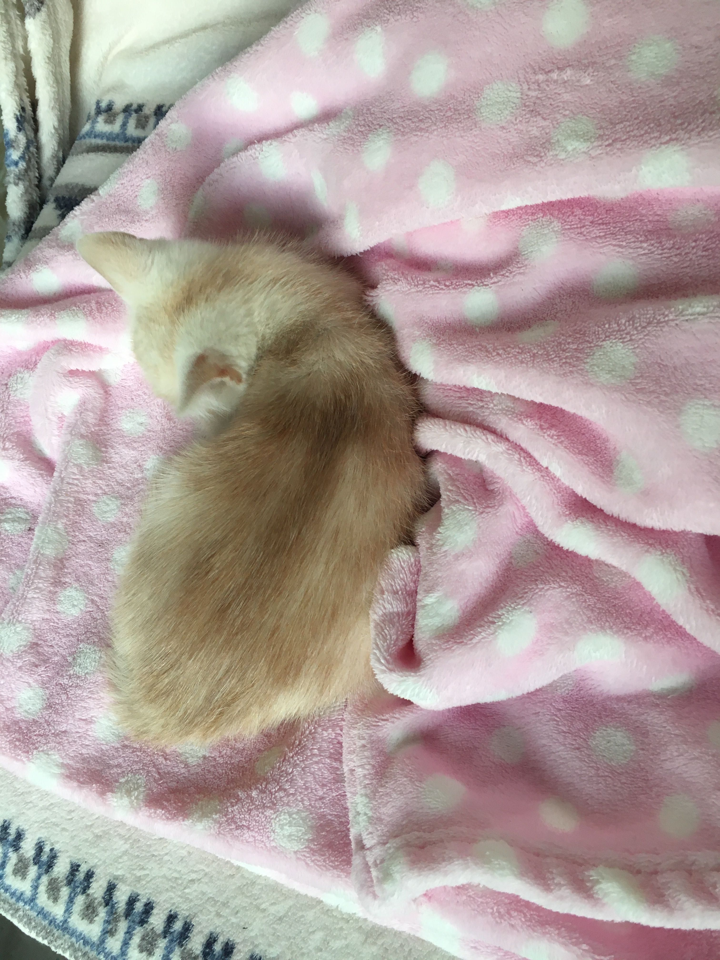 Золотий котик - хлопчик