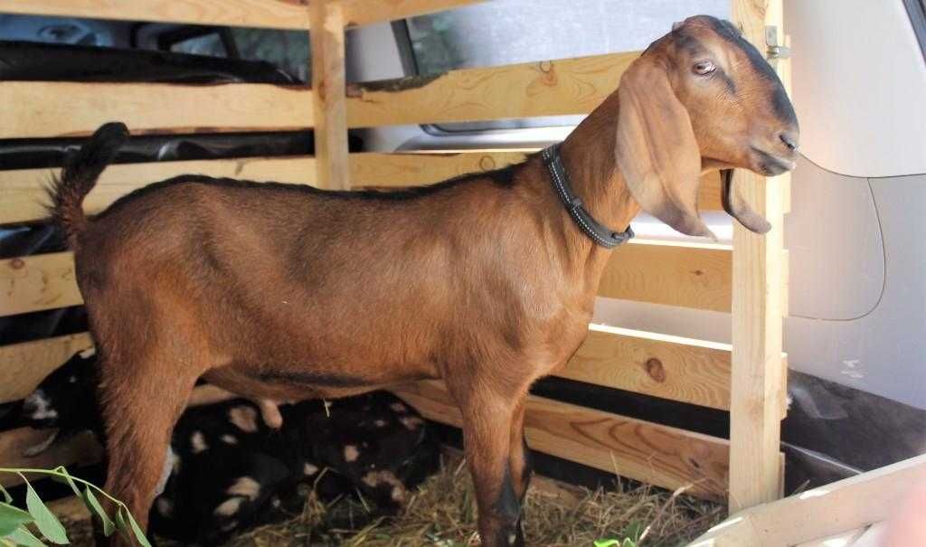 Продам коз высокоудойных пород