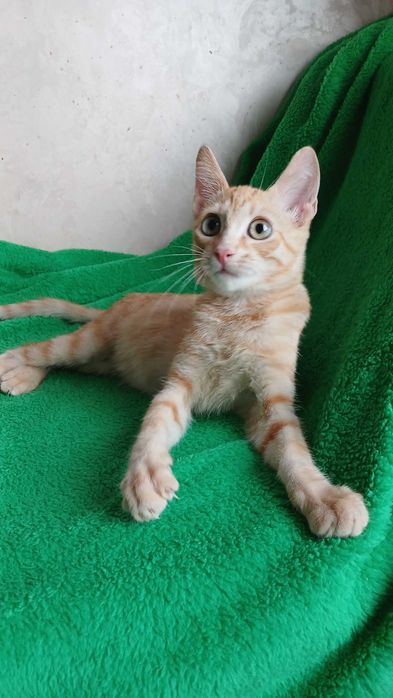 Рыжий активный котенок - мальчик, кот, 4 месяца