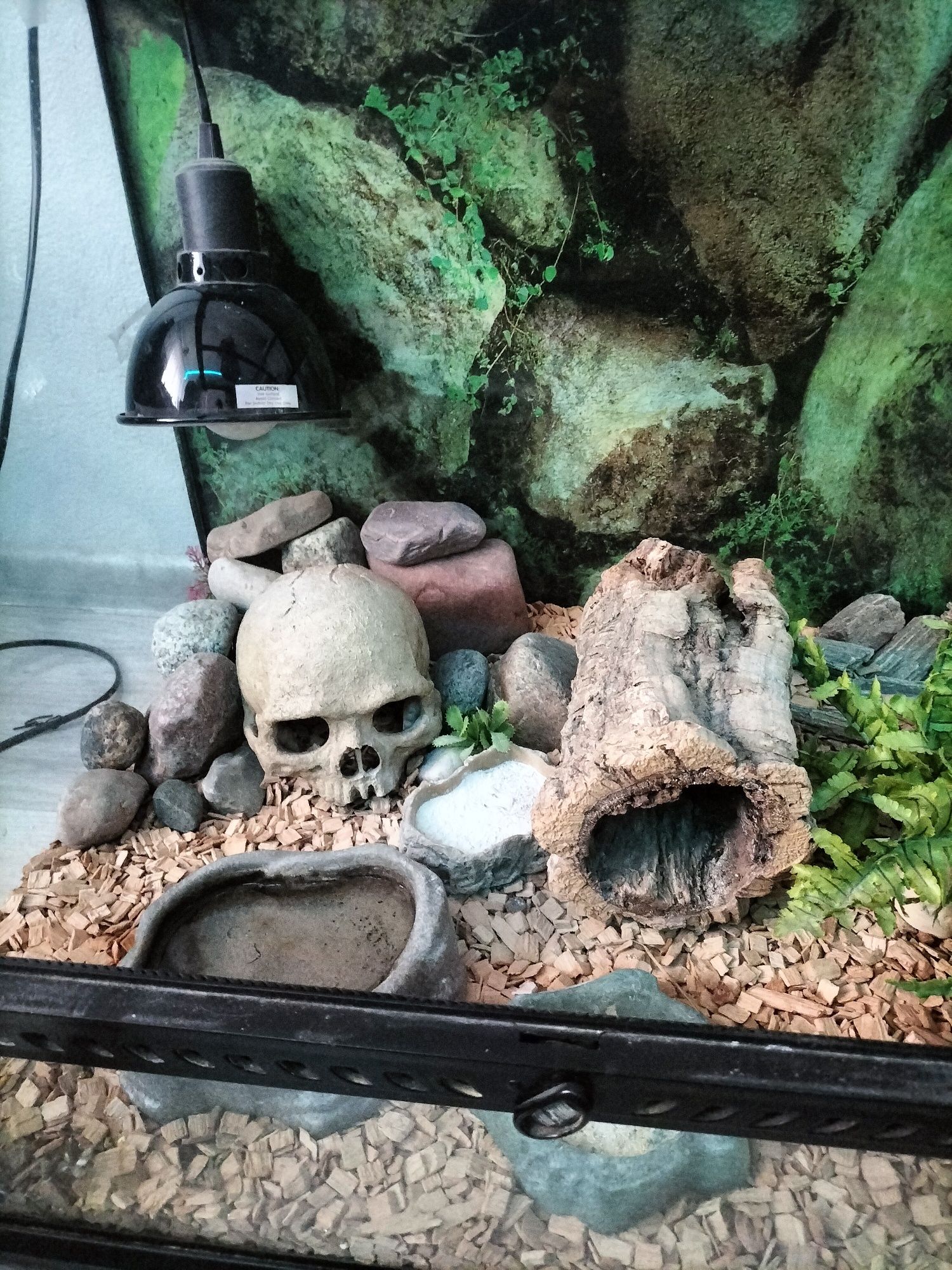 Terrarium  z gekonem