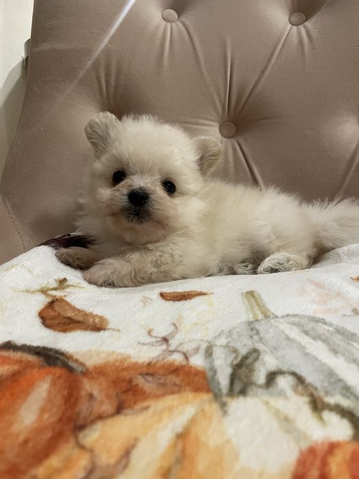 Pomapoo mini pies Teoś  mix szpic miniaturowy pomeranian & pudel toy