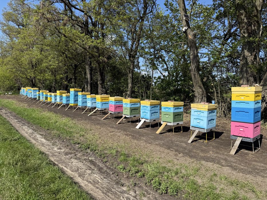 Продам пасіку вулики лисонь бджола бакфаст