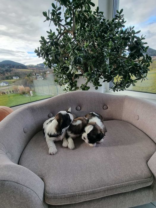 Shih Tzu tricolor szczeniak