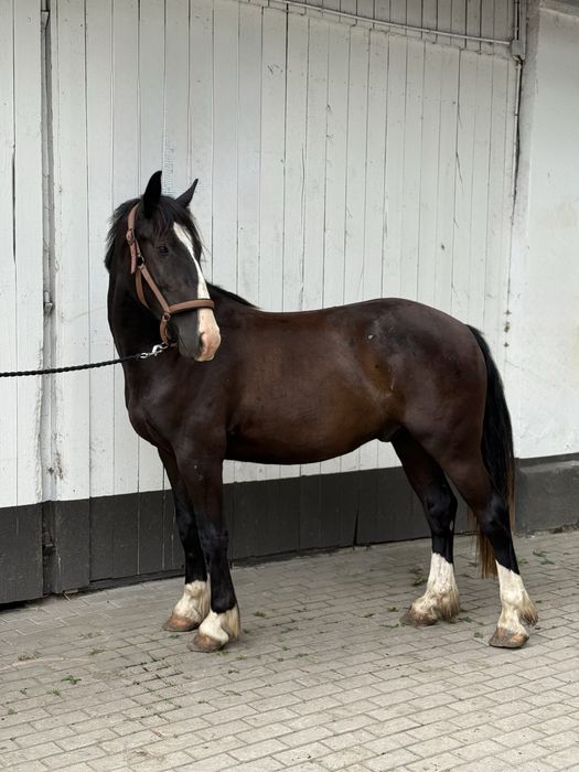 Wałach tinker x kwpn