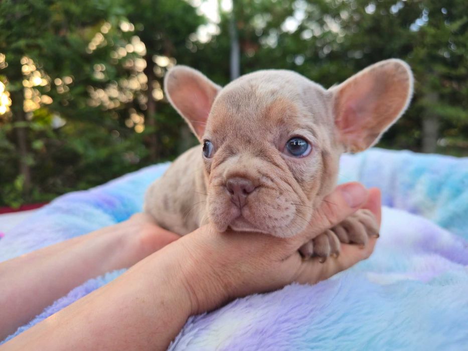 Buldogue Francês isabella merle top