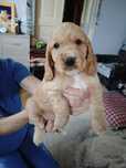 Szczeniak Cocker Spaniel Angielski