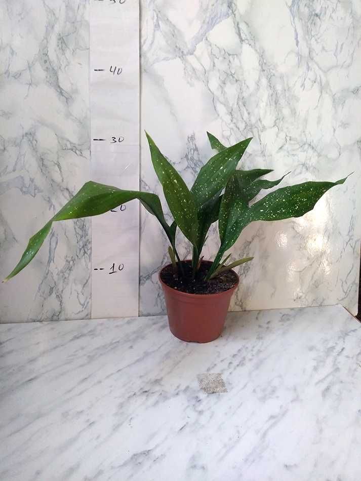 Продам Aspidistra сорт "Milky Way" (Аспідістра Мілкі Вей)