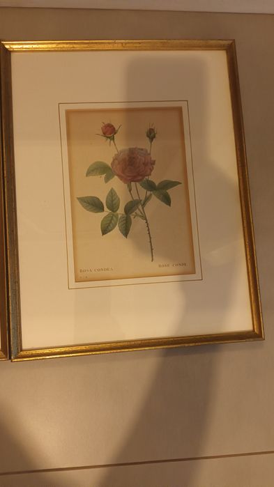 Komplet 4 obrazów z roślinami