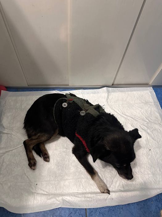 Помогите найти хозяина собачки