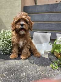 Cavapoo / chłopczyk