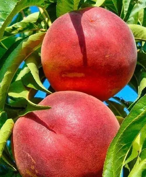 Продам саженцы персика