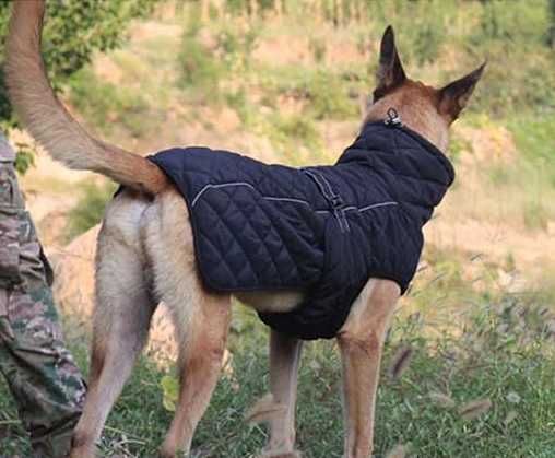 Jaqueta para cão de tamanho médio
