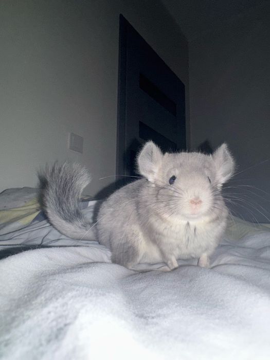 Szynszyla standart - młody samiec i samica