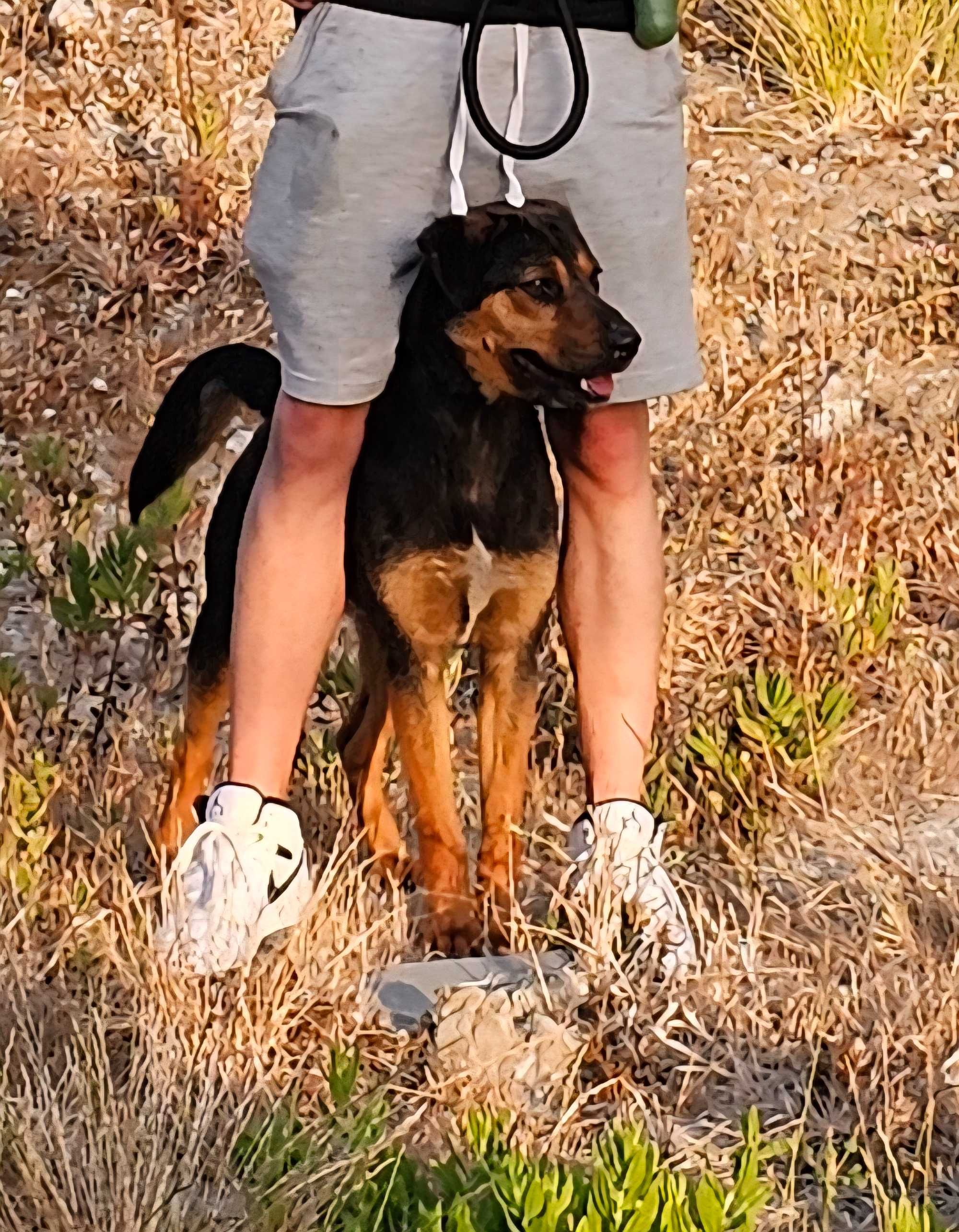 Adoção Urgente - Cão Porte Médio