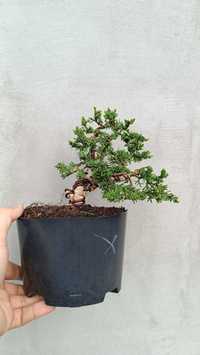 Drzewko Bonsai z jałowca