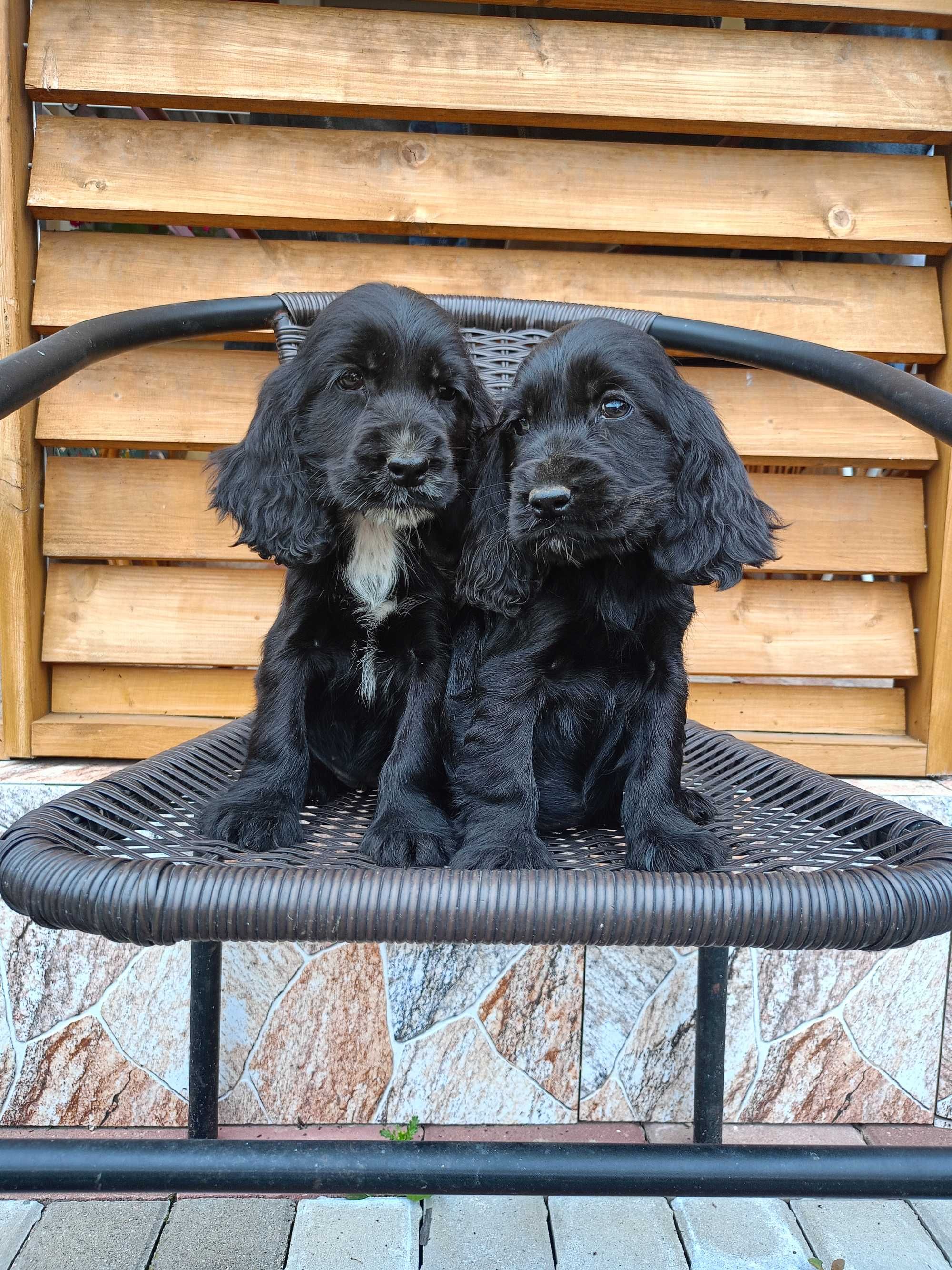 Suczka Cocker spaniel