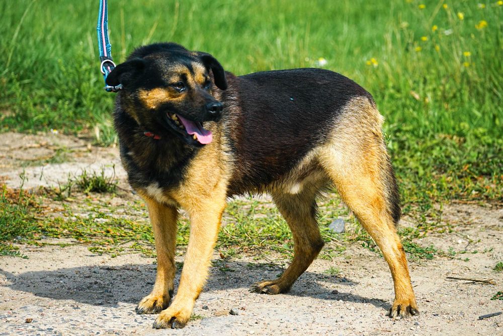 VIRGO - śliczny piesek szuka domu