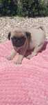 Pug exelente linhagem