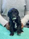 Lindo bebê de poodle médio procura novo dono!!!
