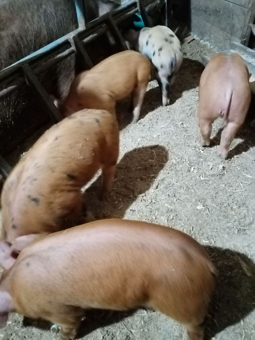 Продам Поросят м'ясних порід (дюрки, беркшир, кантор) 0975нуль36987