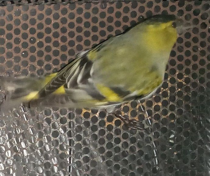 Canarinhos aceito troca