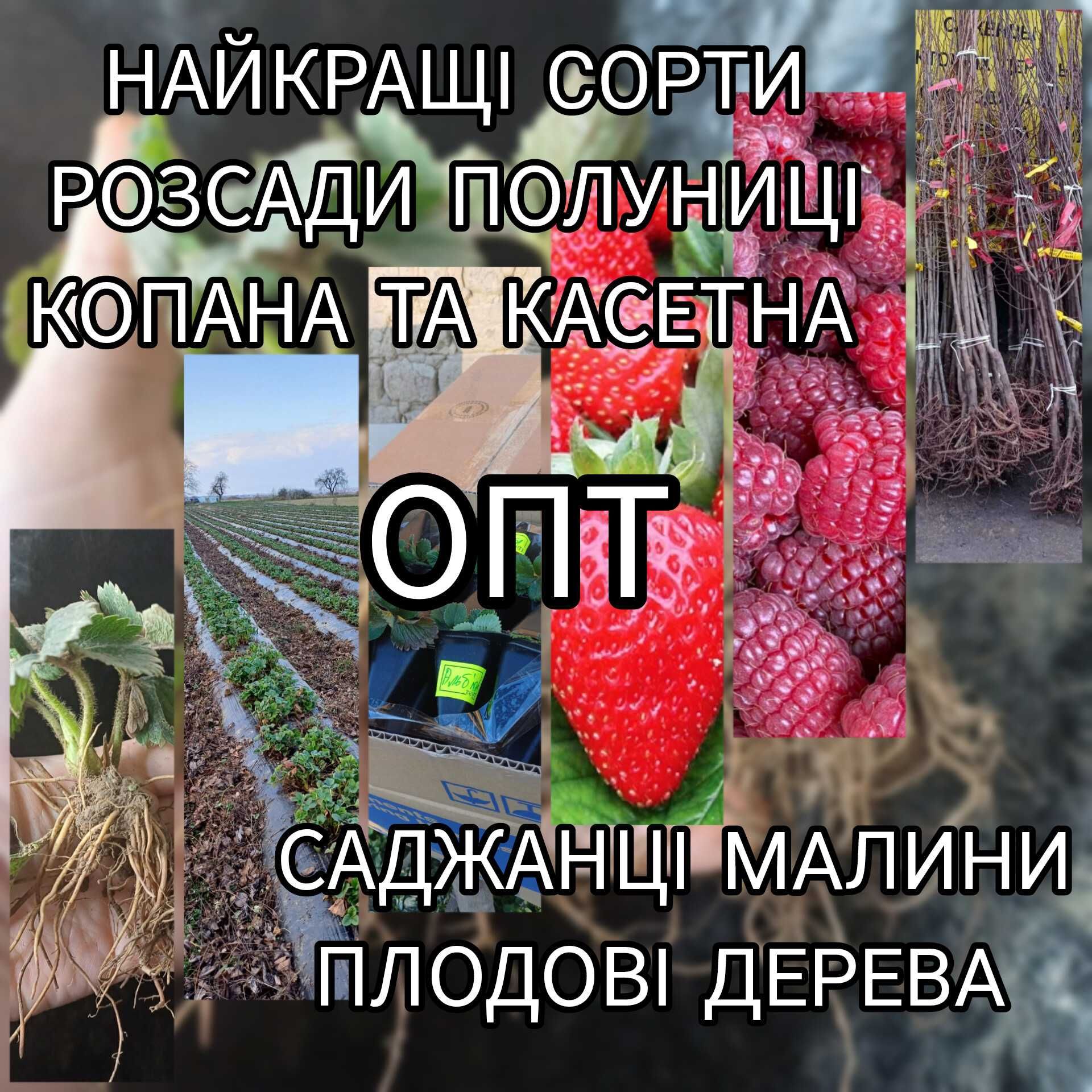 Опт Розсада Полуниці Саджанці Малина Плодові дерева Рассада Клубники