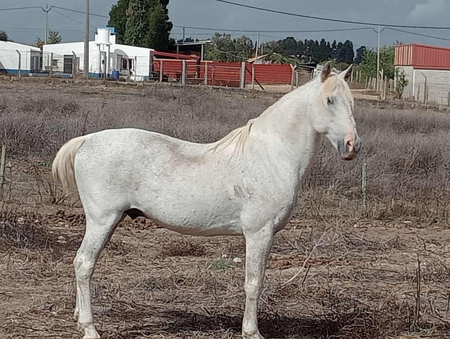 Cavalo Russo Manso