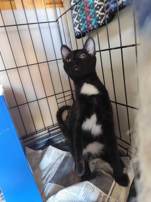Gato bebé para adoção consciente