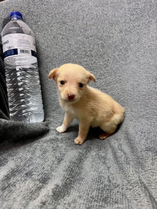 Cães de porte pequeno