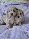 Maltipoo piesek i suczka