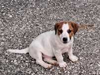 Vendo Jack russel Terrier com Pedigree Macho