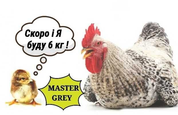 Инкубациоеное яйцо Мастер Грей