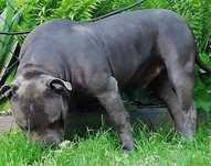 American staffordshire terrier