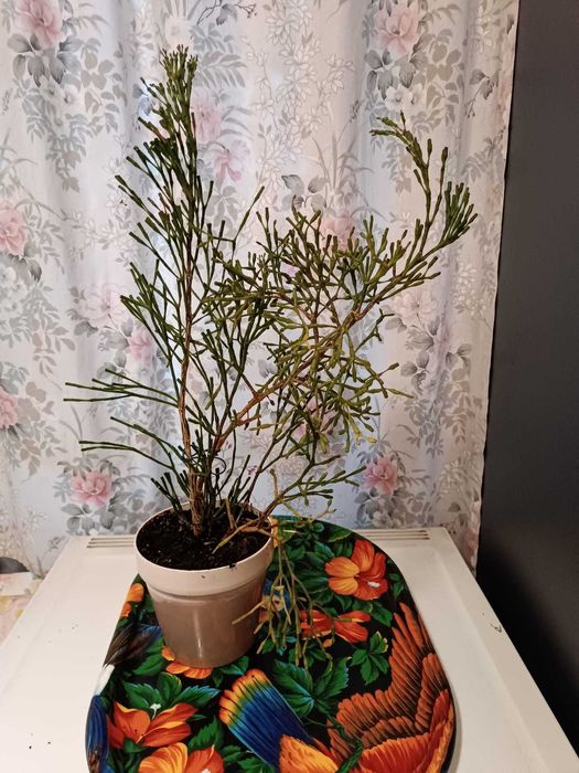 Roślina Hatiora salicornioides patyczak sukulent kwitnący duży 60 cm