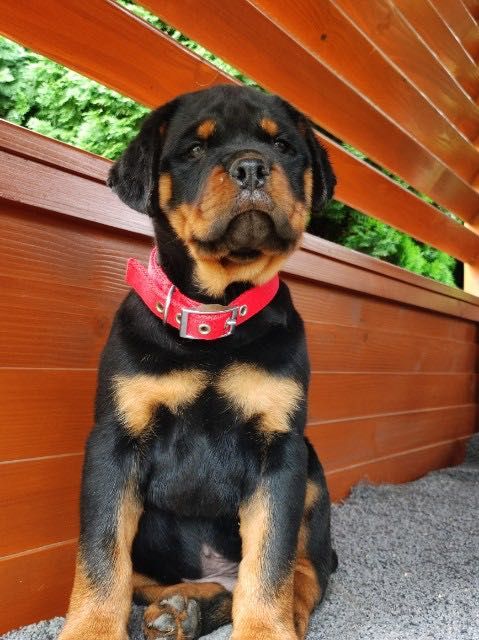 Pieski, suczki rasy rottweiler